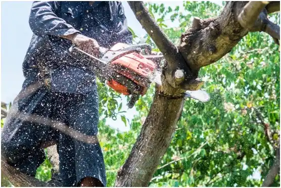 tree services Fort Ashby